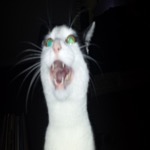 Mister Howling